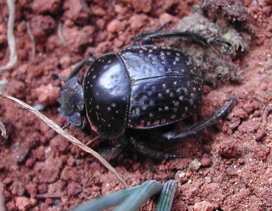 Coleoptera da Malta - Scarabaeus variolosus